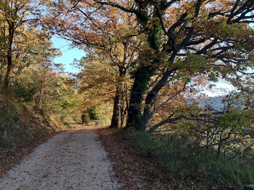 Ginestrelle morning walk