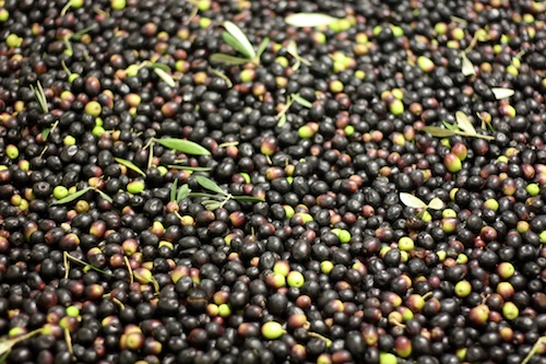 olives ready to be turned into oil